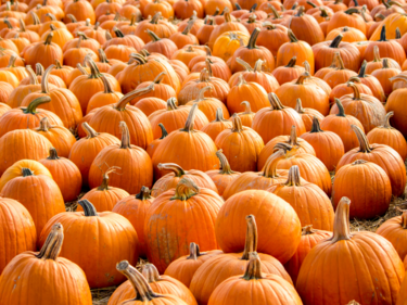 Photo of many pumpkins in a pumpkin patch.