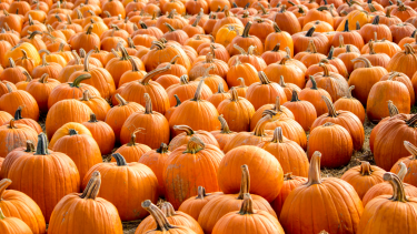 Photo of many pumpkins in a pumpkin patch.