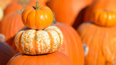 Photo of 3 pumpkins of varying sizes stacked on top of each other.