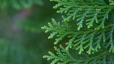 A close up photo of a cedar branch.