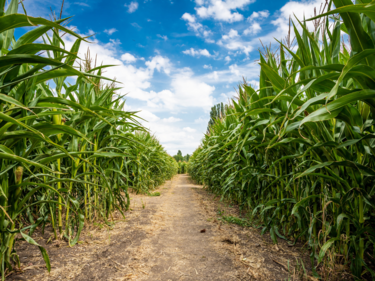 Photo from inside of a corn maze. Dirt floor, corn lining the sides, blue skies.