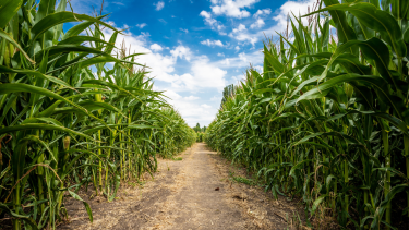 Photo from inside of a corn maze. Dirt floor, corn lining the sides, blue skies.
