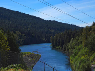 Photo of a river surrounded by trees on either side.