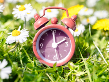 Photo of a clock in a field of flowers