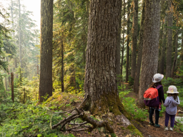 Image of students on a nature walk in a forest